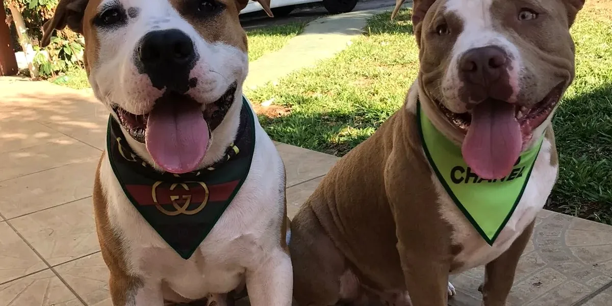 Dois pitbulls com bandana