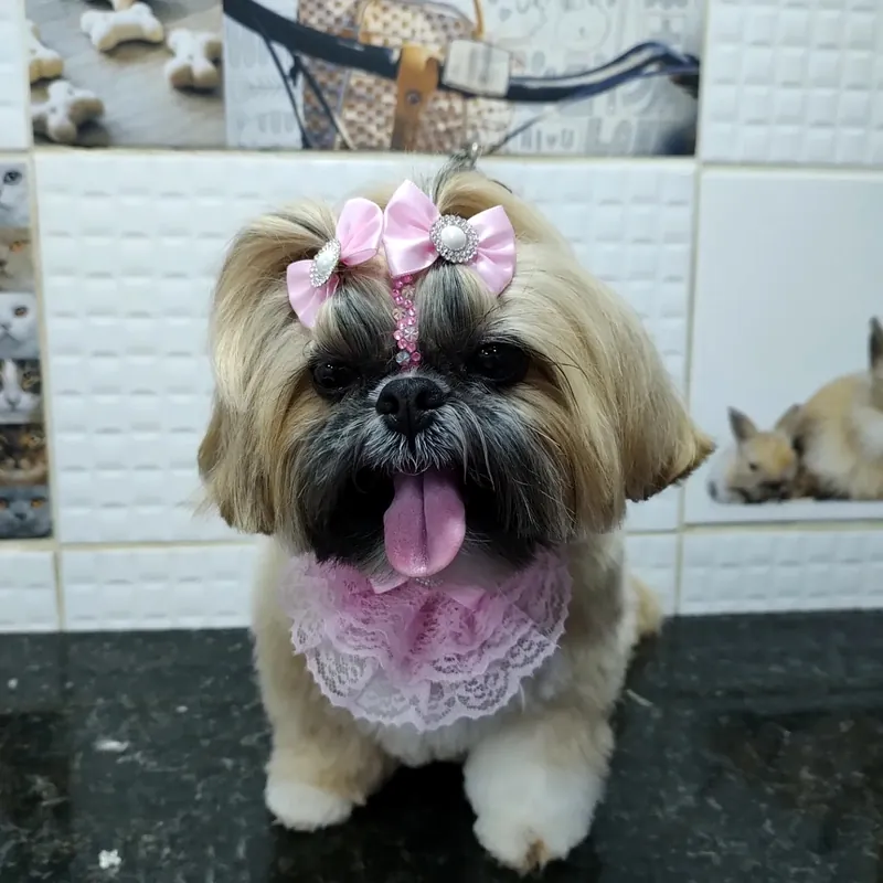 Shih tzu com laços rosa