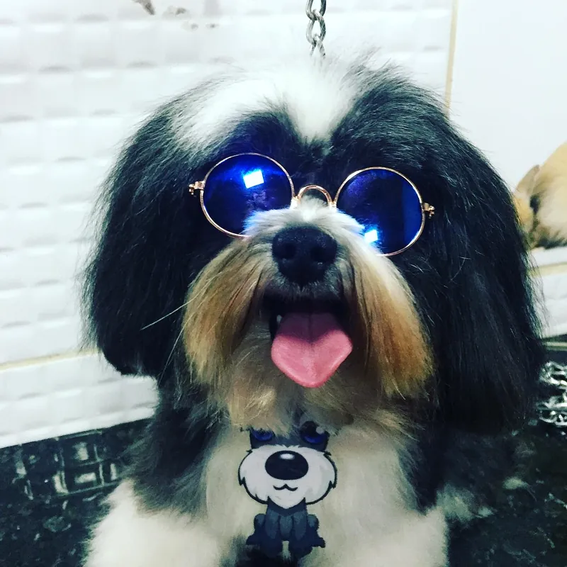 Shih tzu de óculos azuis