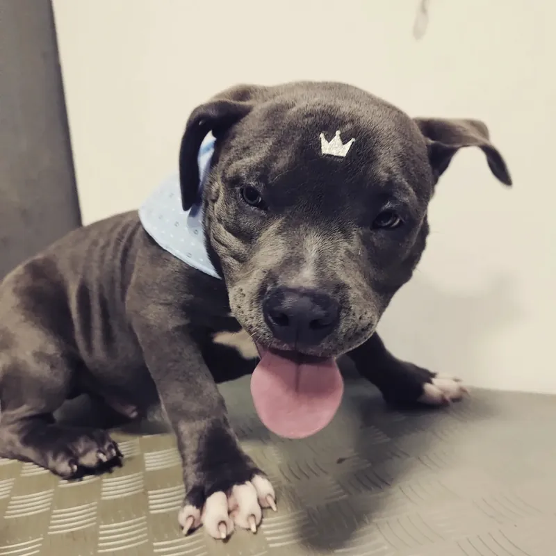 Filhote de pitbull com coroinha