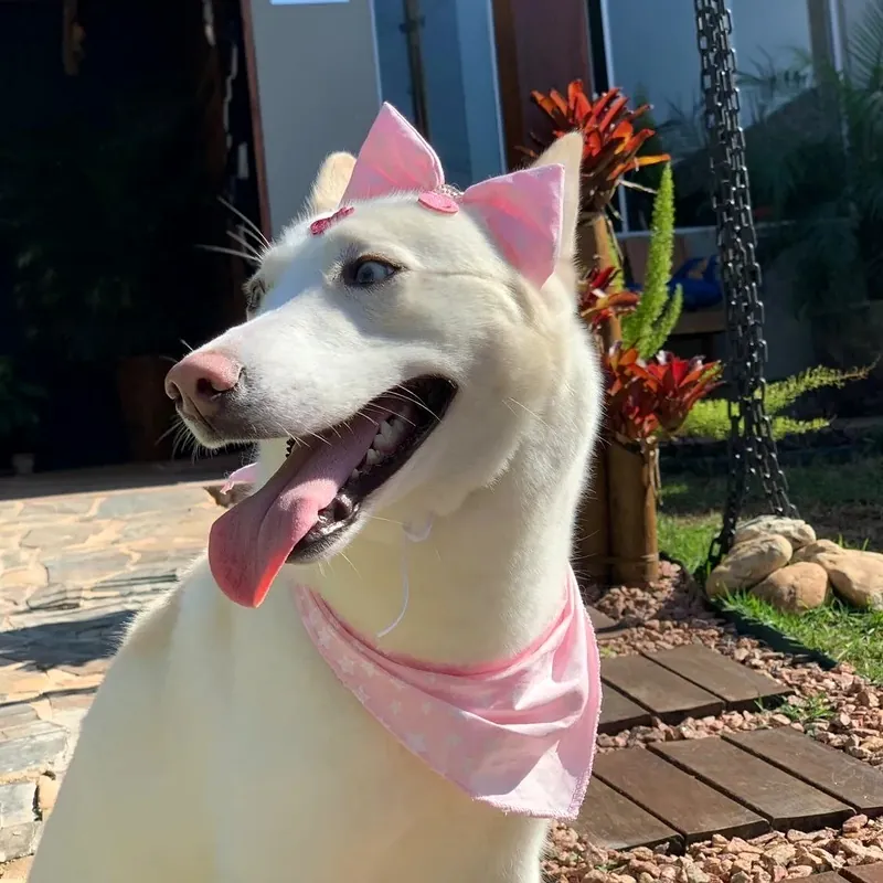 Cachorra branca com laço rosa