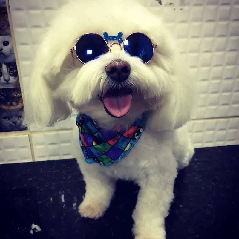 Maltês de óculos e bandana