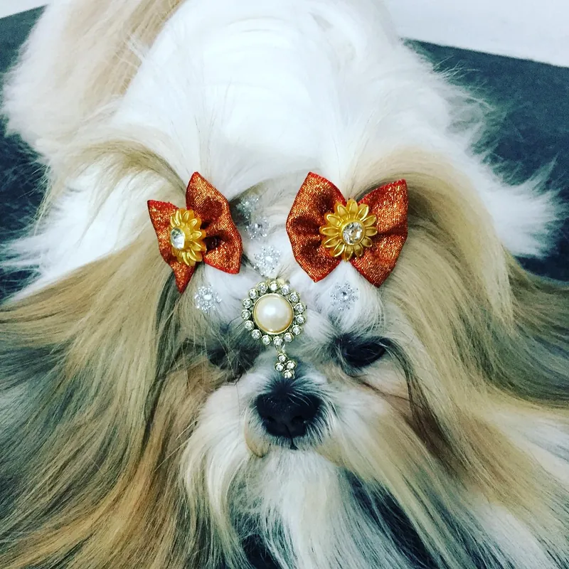 Shih tzu de pelo longo com laços laranja
