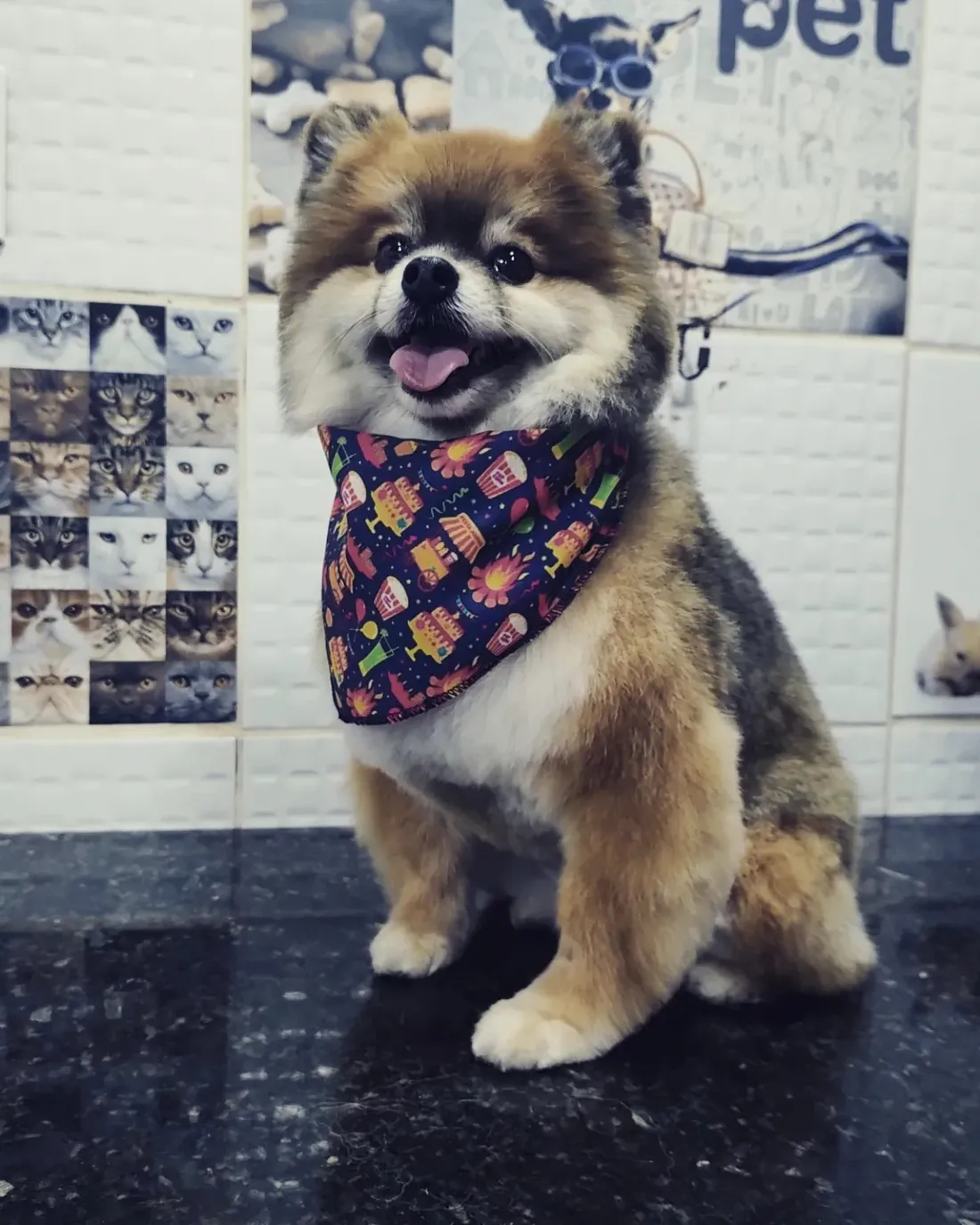 Cachorro branco sorrindo (foto ilustrativa)