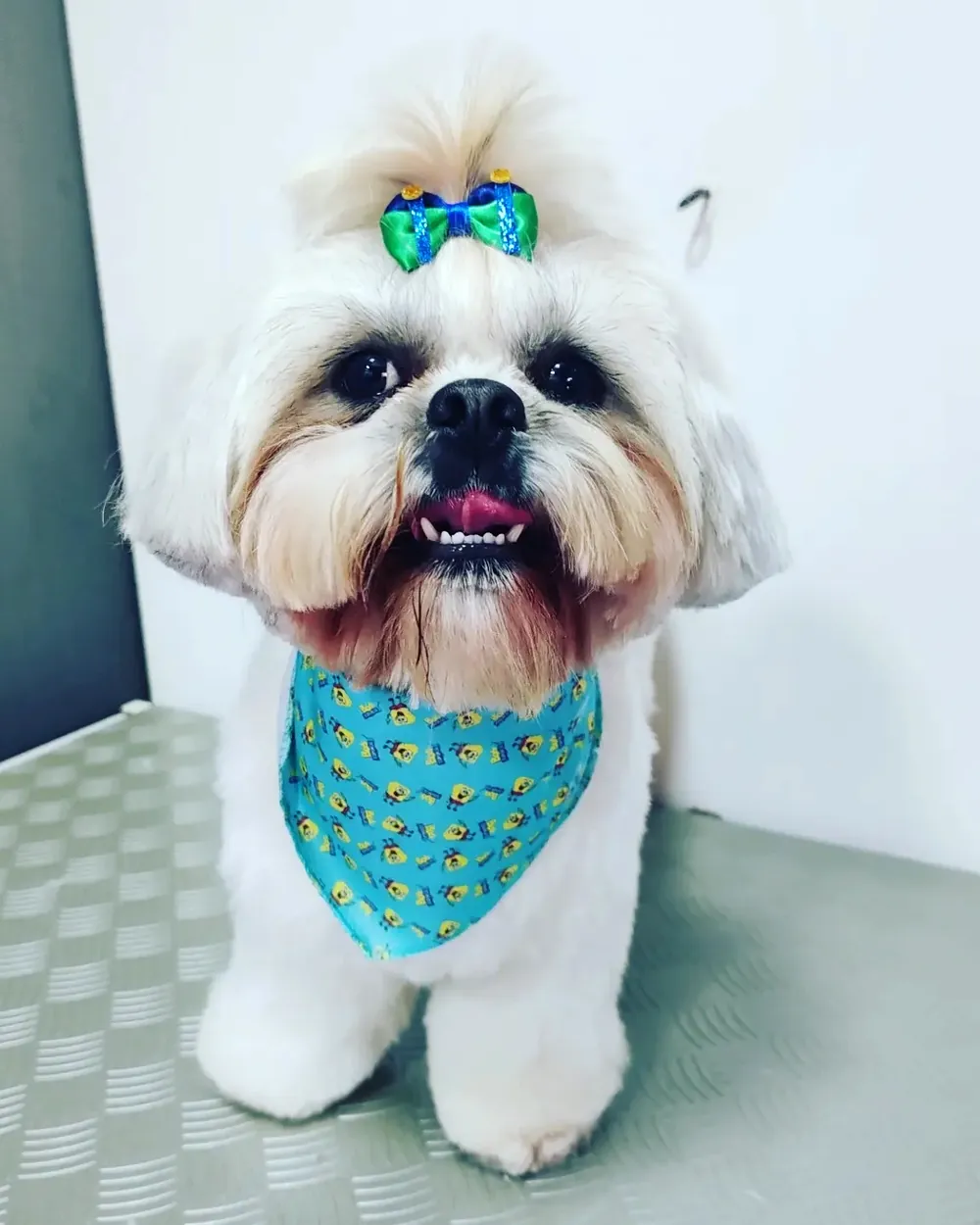 Cachorro tomando banho no pet shop (foto ilustrativa)