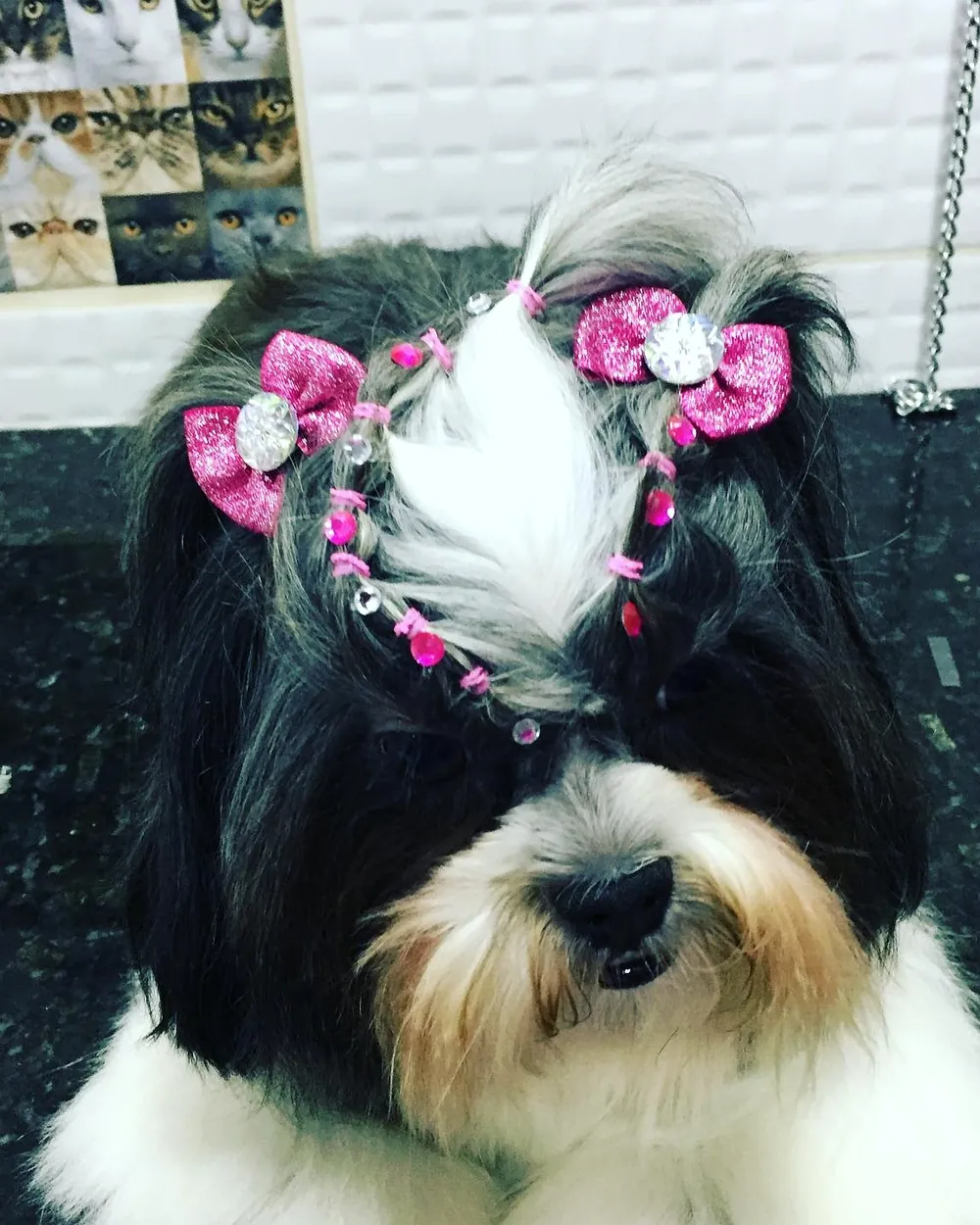Shih tzu com penteado de laços